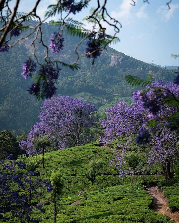 Munnar