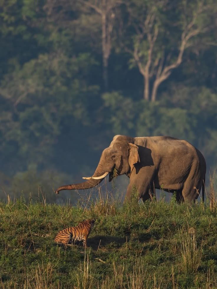 Jim Corbett